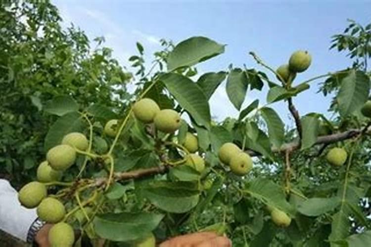 核桃树用什么肥料最好