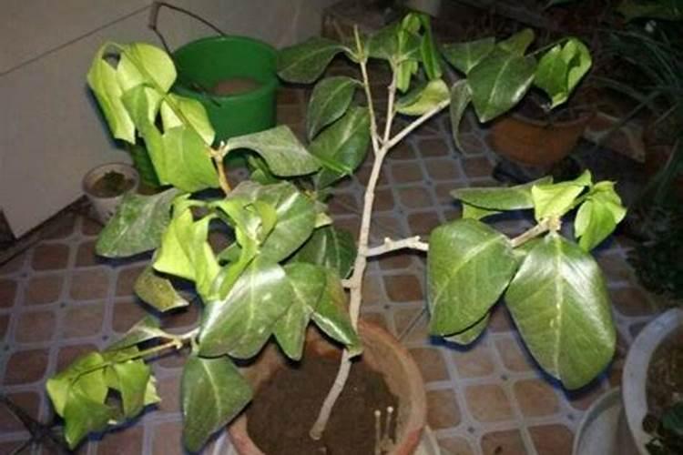 茶花多久施一次肥 多长时间施茶花肥？