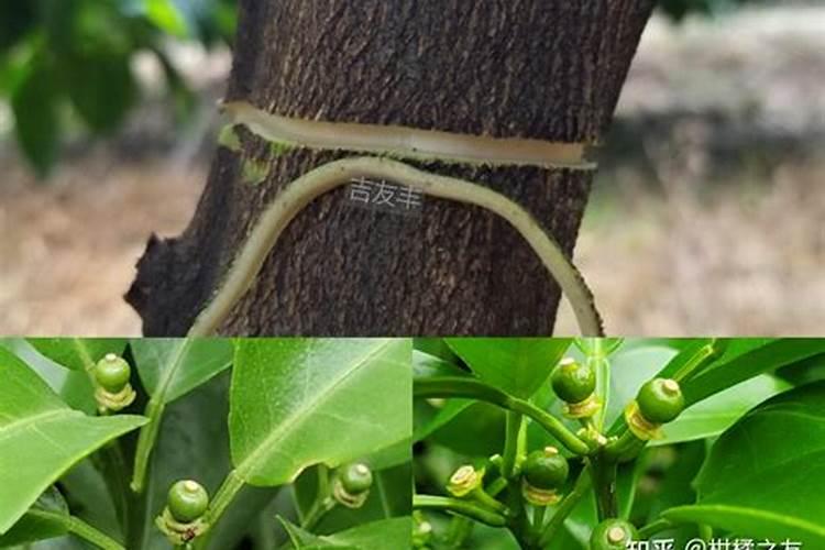 茶树青苔如何去除？