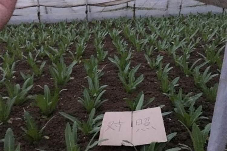 油麦菜怎么管理叶片能长直