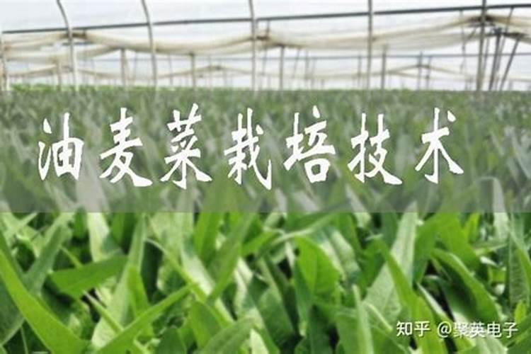 小麦和油菜怎么栽培