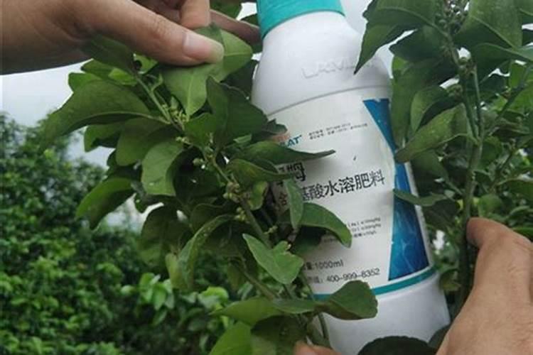 柑橘新叶喷什么肥可以快速老化？该注意些什么？