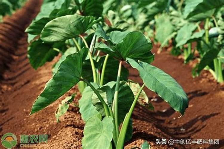 发财树什么时候换盆好