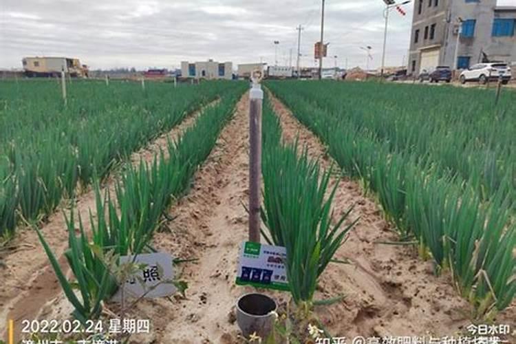 大葱后期施什么肥料好 注意事项有哪些