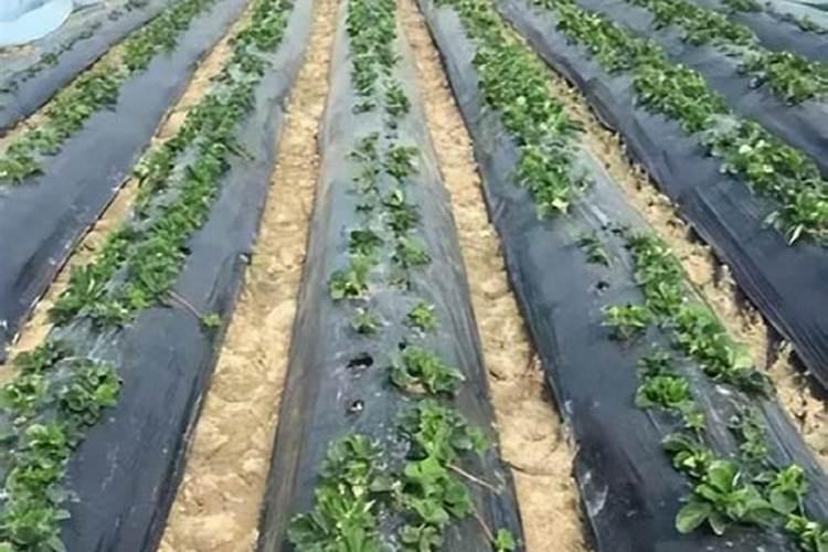 针状肥在烟草种植中的应用有哪些效果？