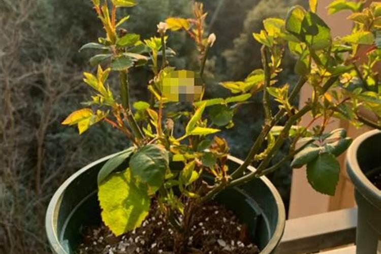 哪月季花用什么肥好