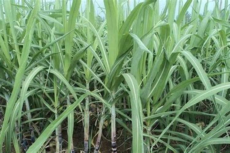 榕树不发芽怎么办？