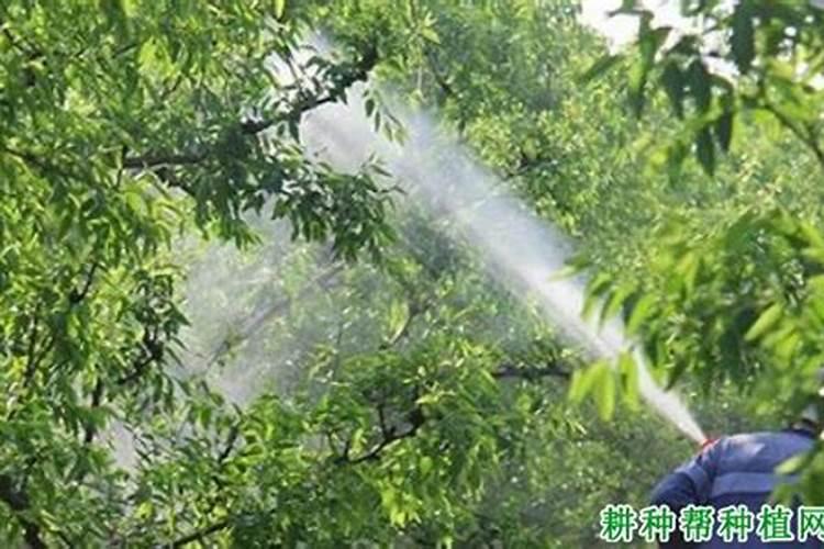 过期的酸牛奶能不能当叶面肥用