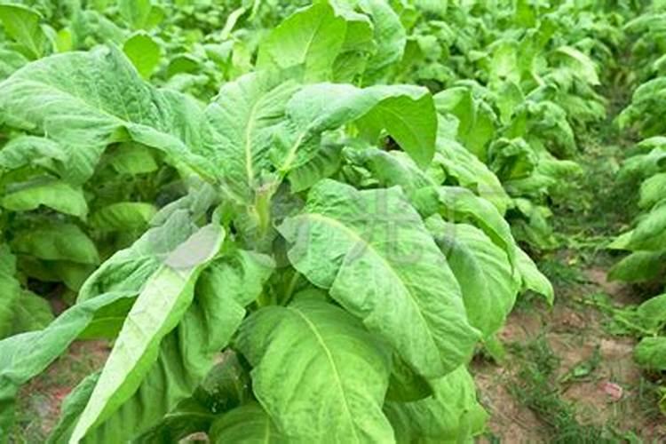 烟草种植需要什么肥料