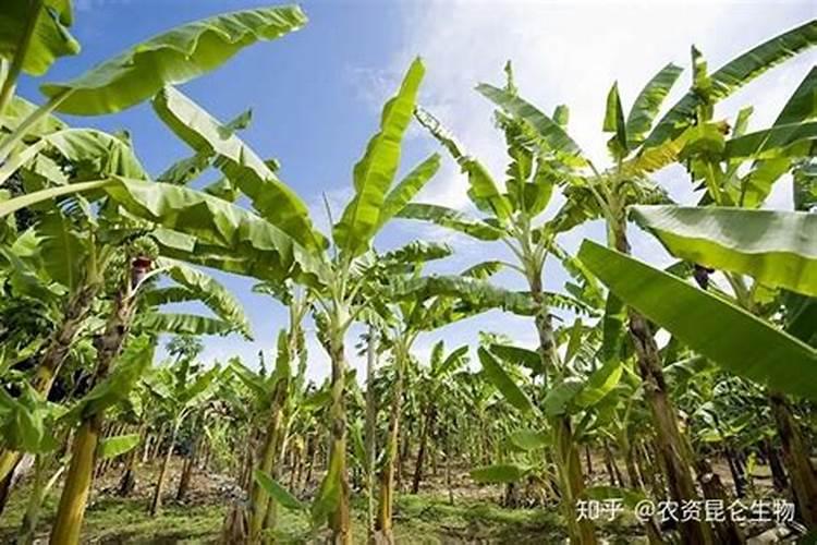 柑橘谢花后施什么肥