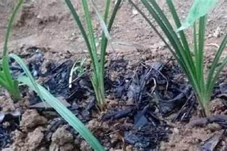 桃树什么时候施肥最好 桃树的施肥时间