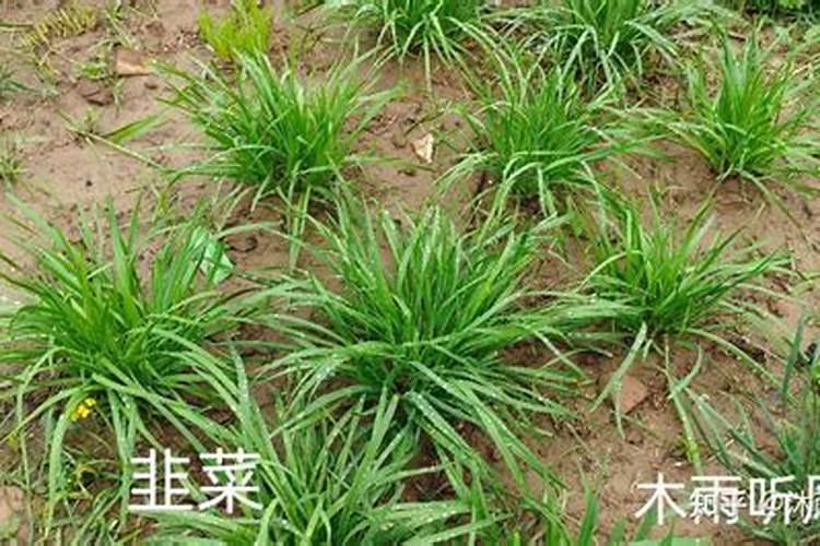 史丹利黄腐酸钾水溶肥咋样