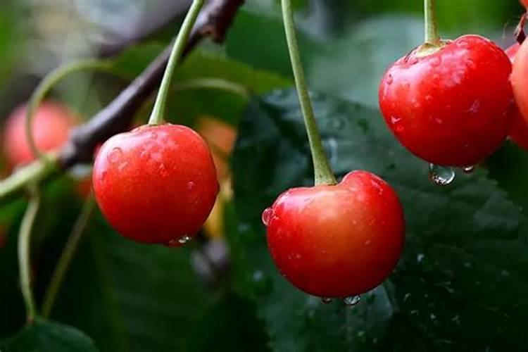 芒果生长需要什么环境 芒果种植高产技巧