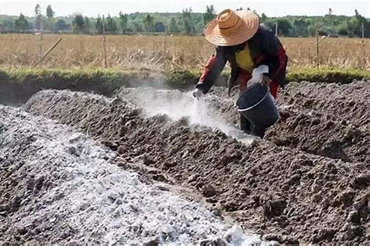 棉花药害的补救方法是什么