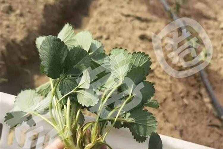 种草莓用什么肥料好