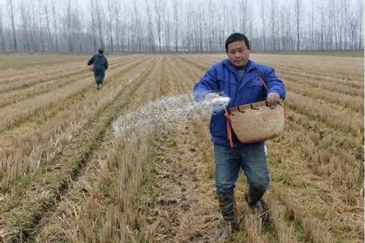 钾肥的最佳使用时间