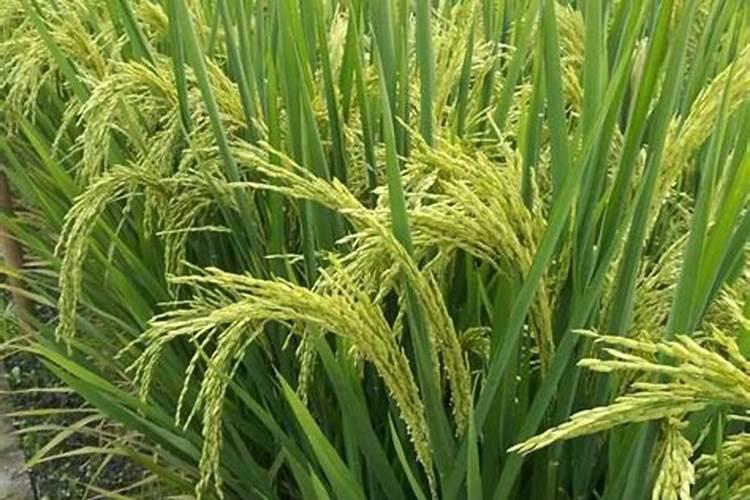 稻花香2号水稻标准化栽培技术 水稻怎么养殖