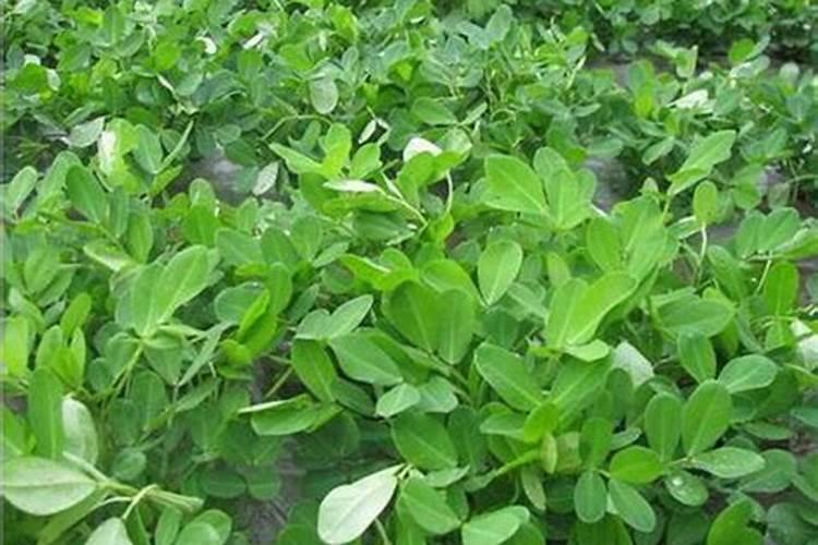 化肥属于什么行业分类