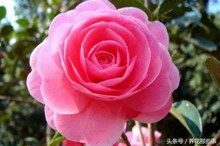 钾肥一亩地上多少