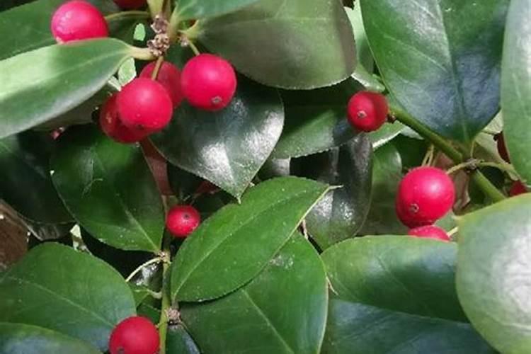 风铃花能地栽室外过冬吗