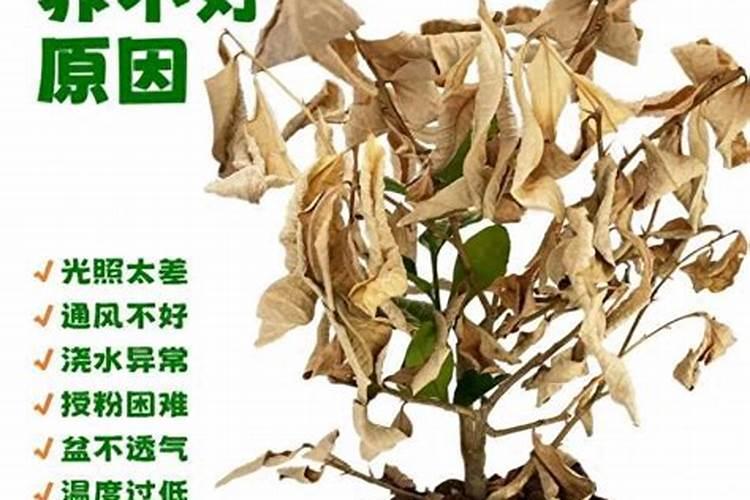 红枫不长叶子怎么办