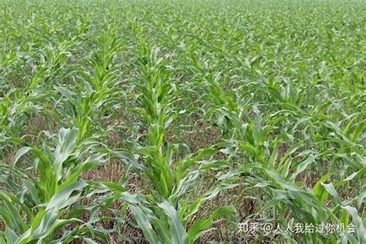 玉米苗打什么营养药呢？