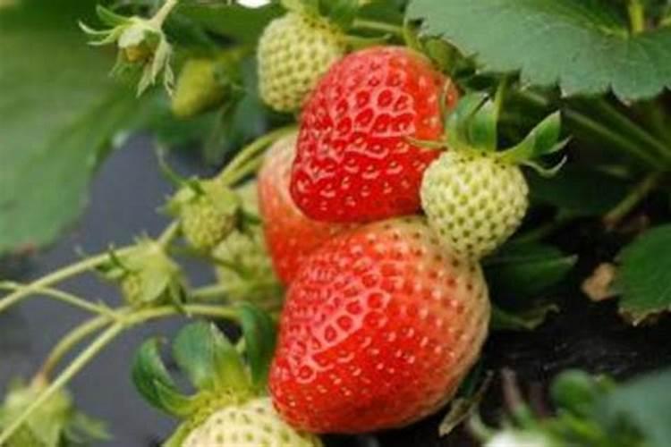 苹果树打药时间与用药方法