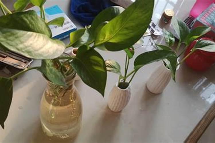 怎样施用螯合铁