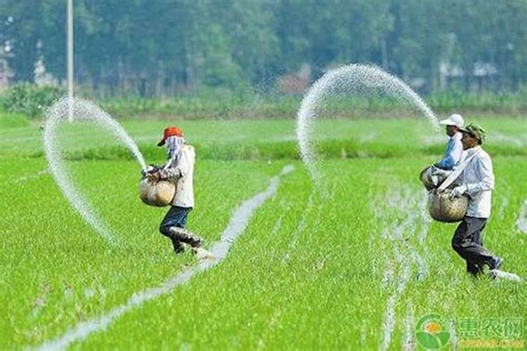 除氮磷钾三要素外,水稻吸收什么的量较大。水稻采用什么和什么栽培技术...
