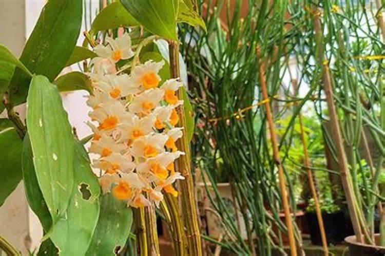 怎样合理使用过磷酸钙？