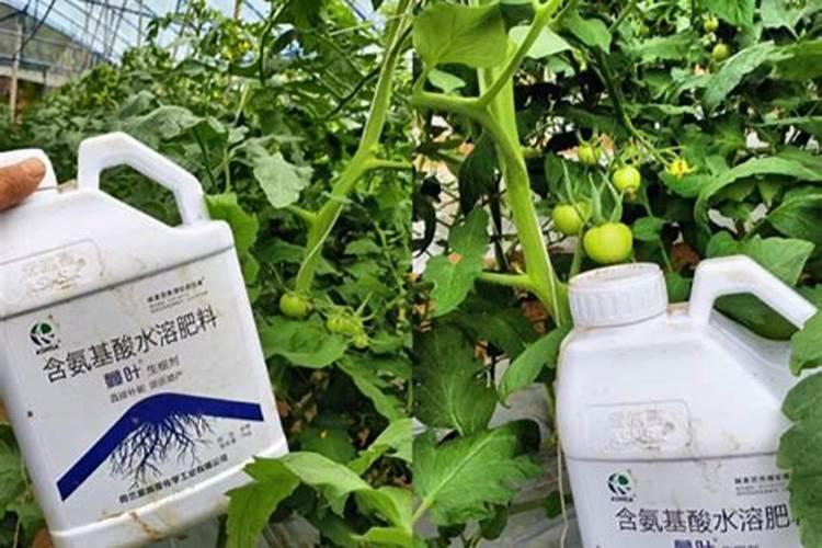 北方养茶花怎样配土