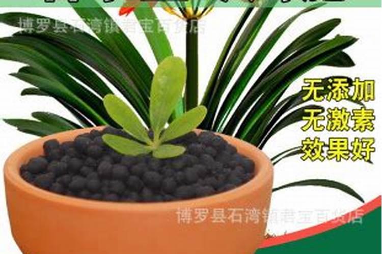 枇杷株施钾肥多少千克