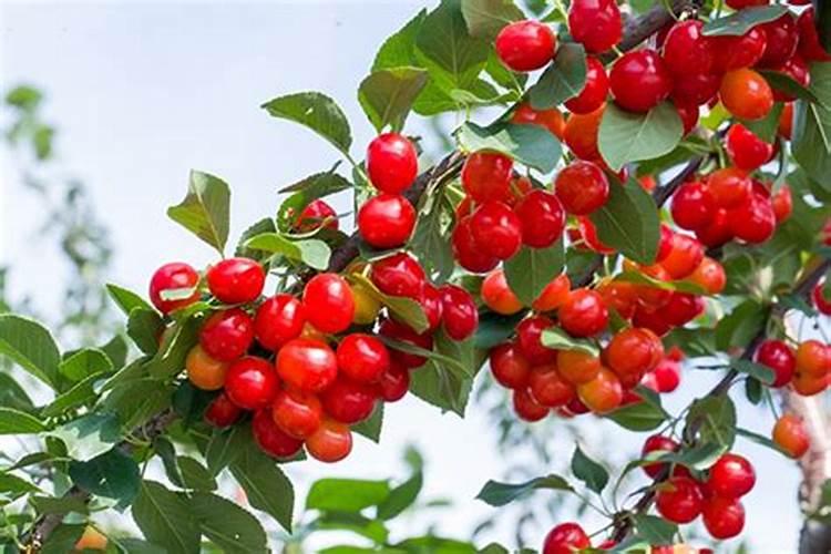 樱花对土的要求 种樱花什么土好