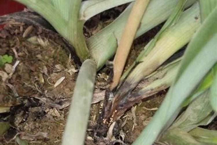 三角梅牙签苗带盆怎样缓苗？