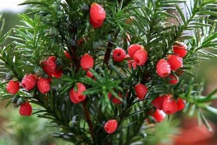 红豆杉施什么肥好,红豆杉施氮、磷、钾肥最好