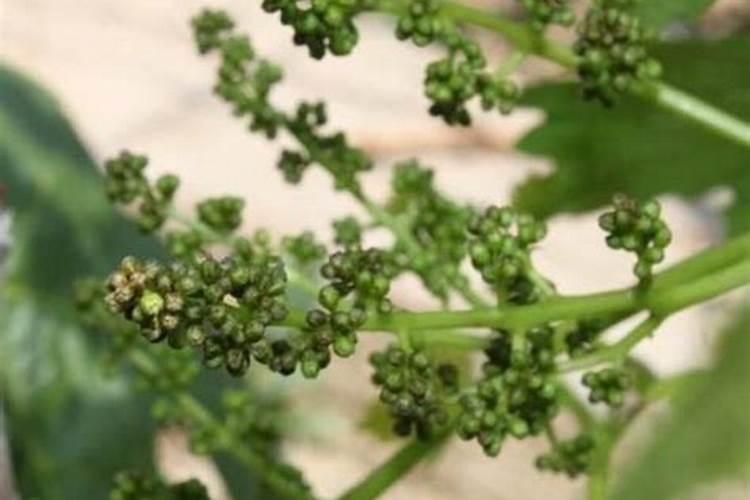 全球最大钾肥厂