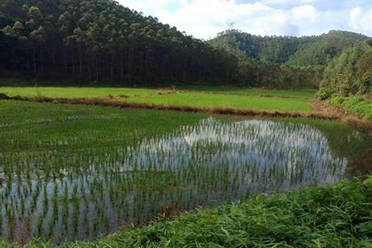 罗布泊是钾肥的主要产地,哪个牌子的钾肥比较好