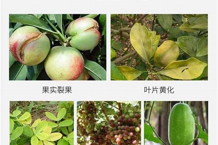 钙镁中量元素水溶肥