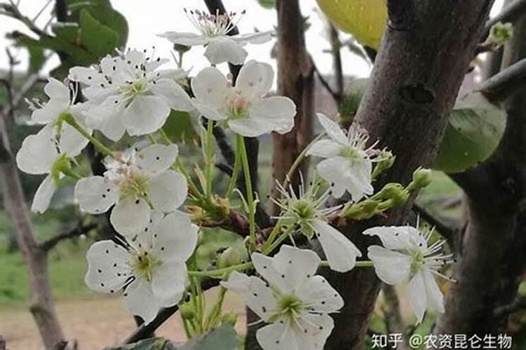 发酵粉过期了怎么办