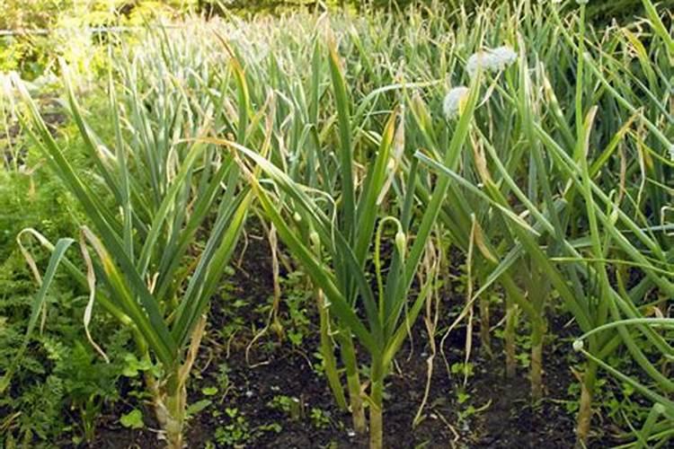 葡萄树施什么肥最好