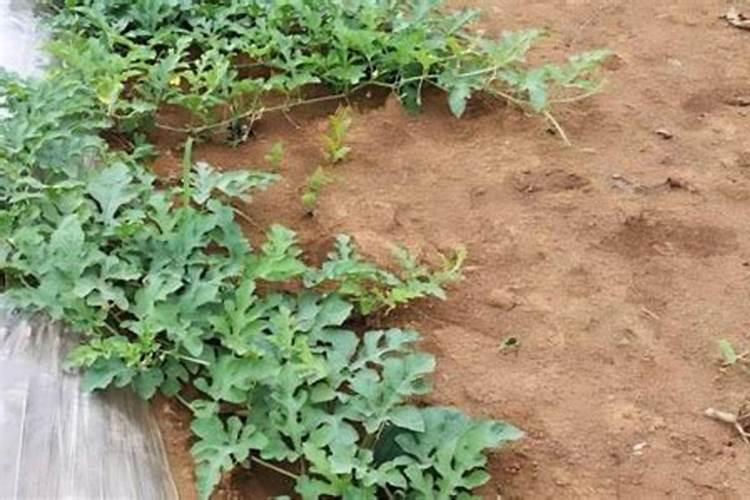 花椒用什么肥料好