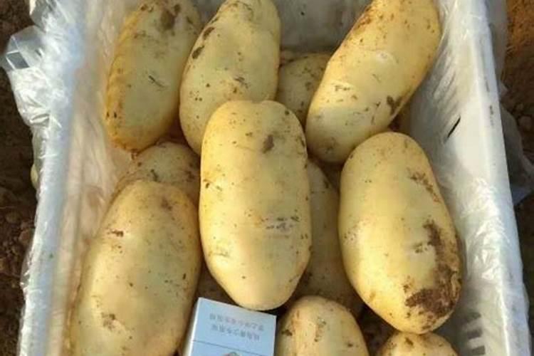 土豆浇什么肥料合适