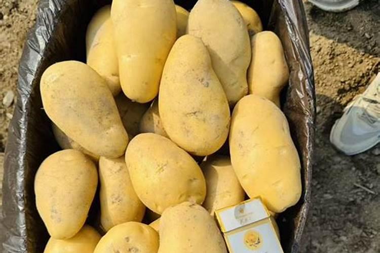 梨怎么用磷酸二氢钾施肥