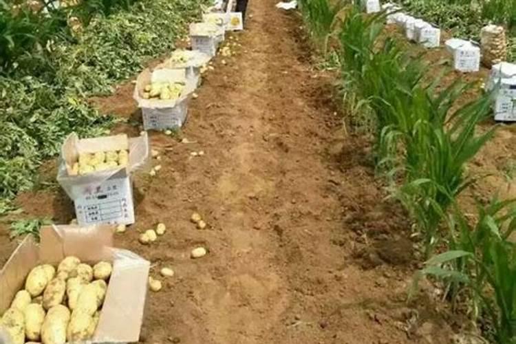 种植土豆用什么化肥