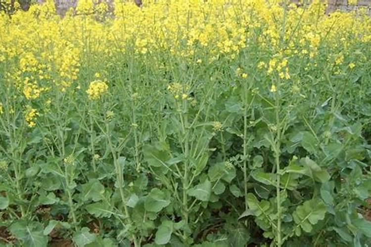 油菜底肥施用方法