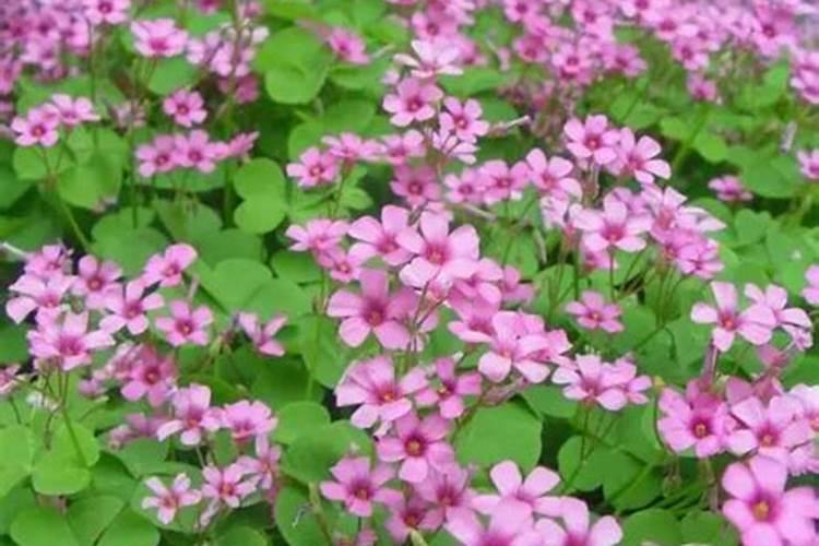 铵态氮肥有什么化学性质