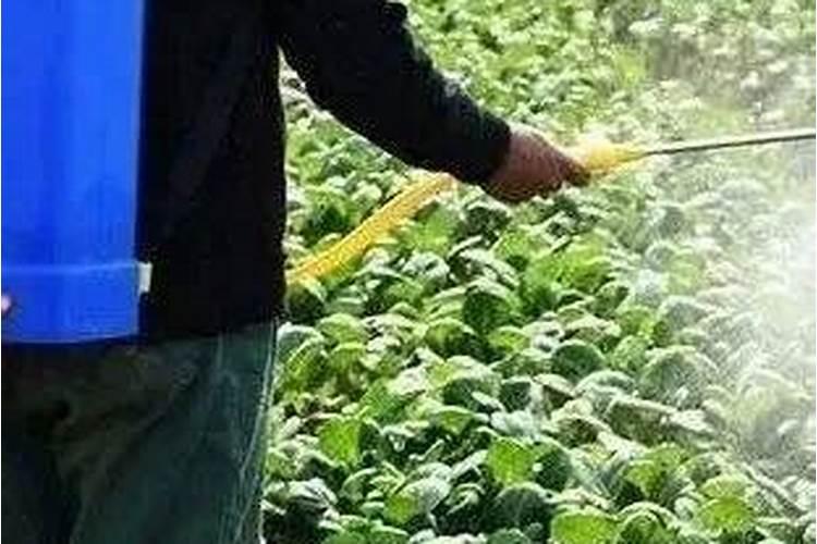 如何施用大豆叶面肥