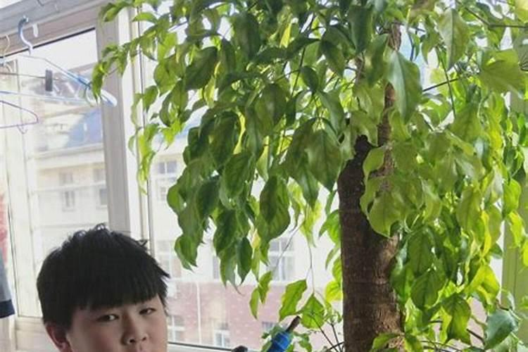 黄瓜不结瓜怎么办