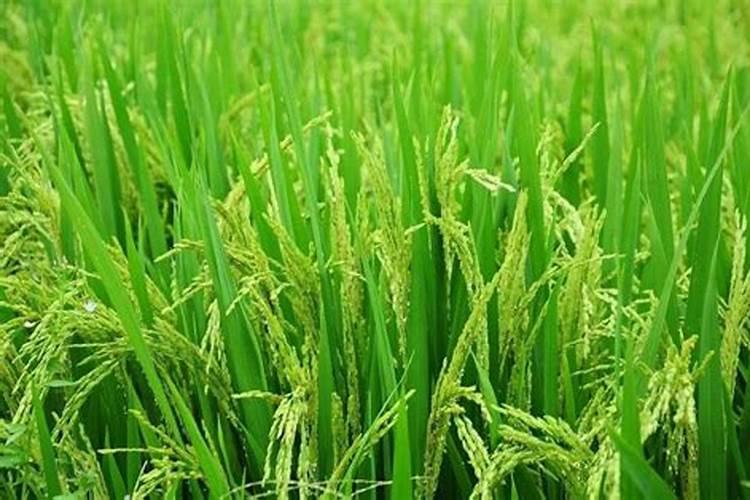 大葱用哪种水溶肥长势好？大葱专用增产叶面肥料？