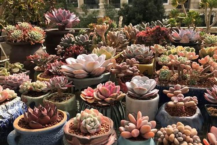 玉米缺钙会出现哪些症状？